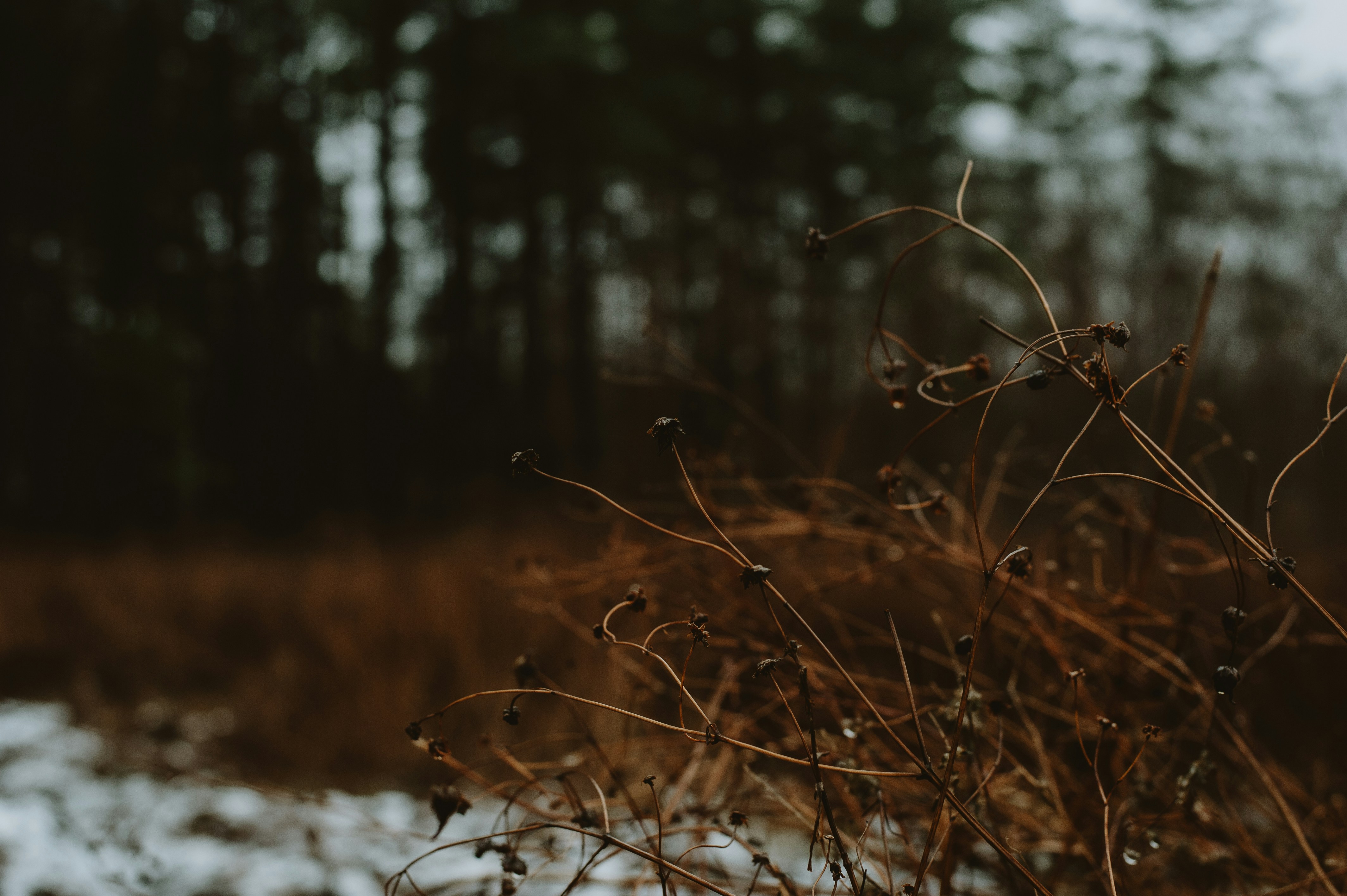 Photo by prairiepilgrim