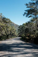 A serene mountain trail winding through dense pine forests under a clear blue sky.