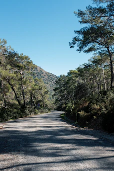 A serene mountain trail winding through lush pine forests under a clear blue sky.