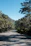 A serene mountain road winding through pine forests under a clear blue sky.