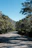 A serene mountain road winding through pine forests under a clear blue sky.