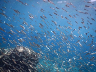 A school of tropical fish swimming in unison above the rocky seabed.