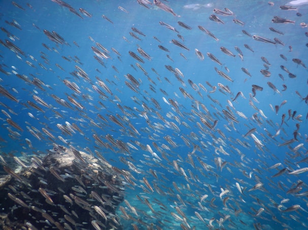 A school of tropical fish swimming in unison above the rocky seabed.