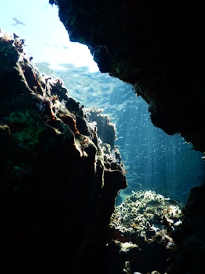 Sunlight streaming through crystal-clear water onto a colorful coral wall.