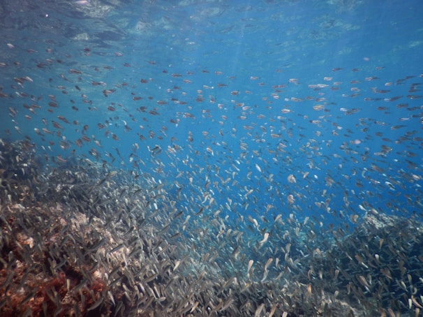 School of tropical fish swimming above a coral garden in the marine reserve