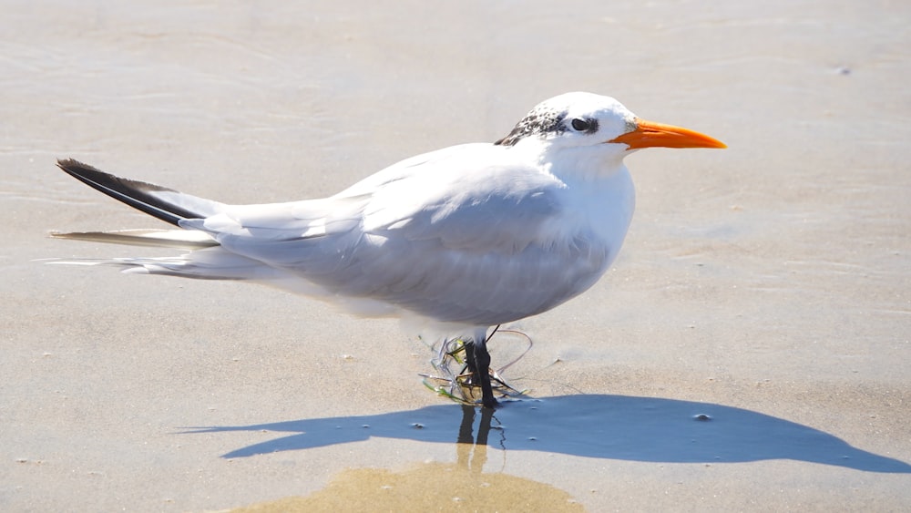 모래 해변 위에 서있는 흰 새