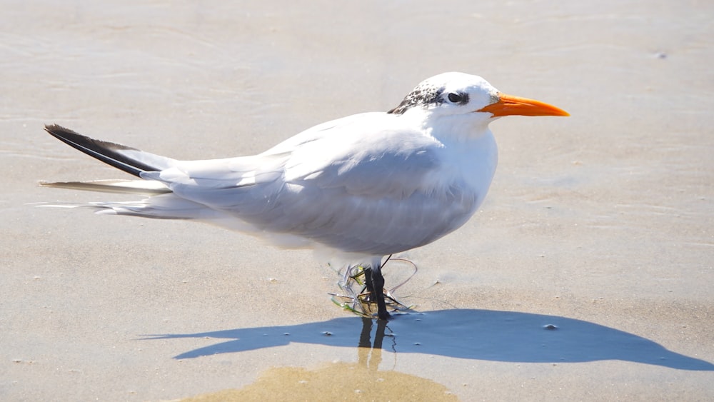 a white bird standing on top of a sandy beach