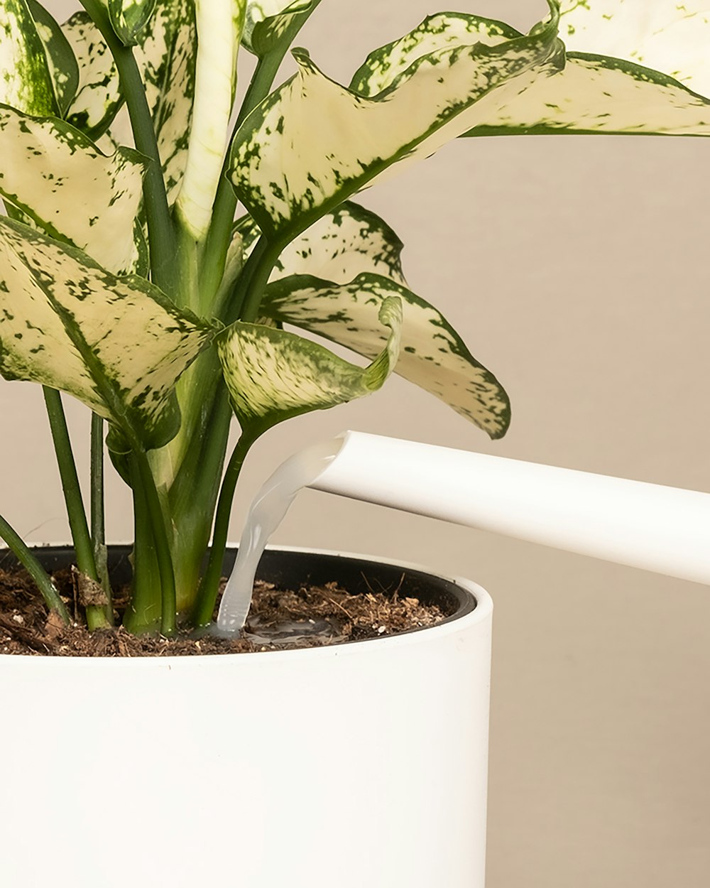 a white potted plant with green leaves