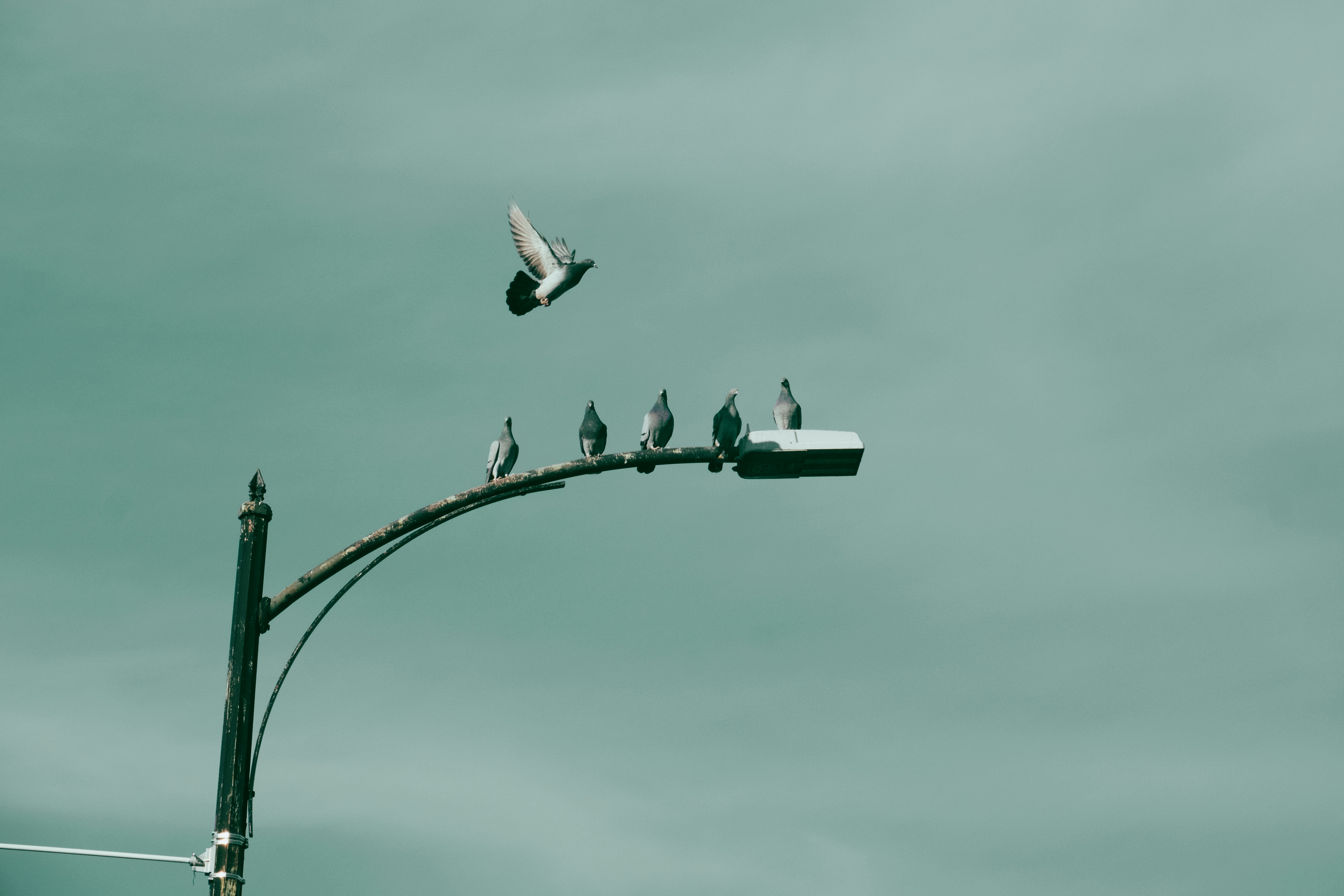 a flock of birds sitting on top of a street light