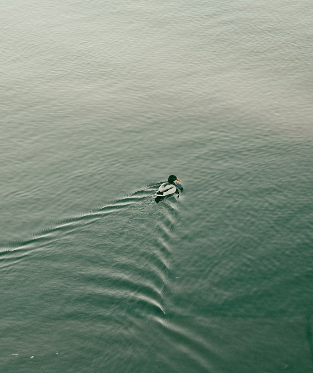 a lone duck swimming in the middle of the ocean