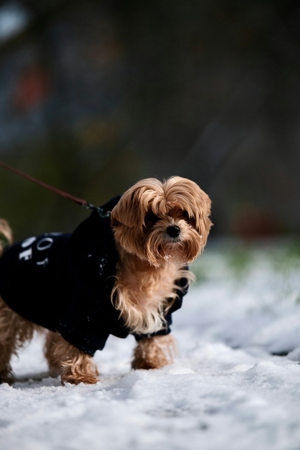 a small brown dog wearing a black coat