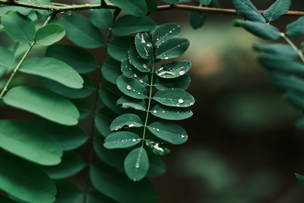 a green plant with water droplets on it
