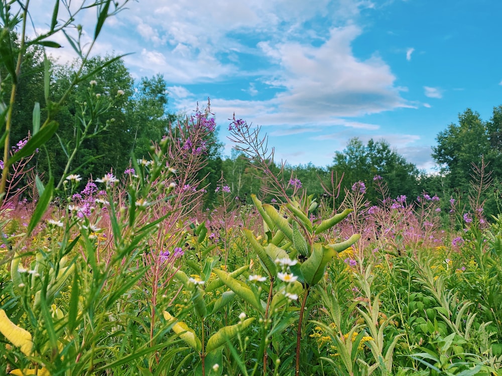 a field full of flowers and trees under a blue sky