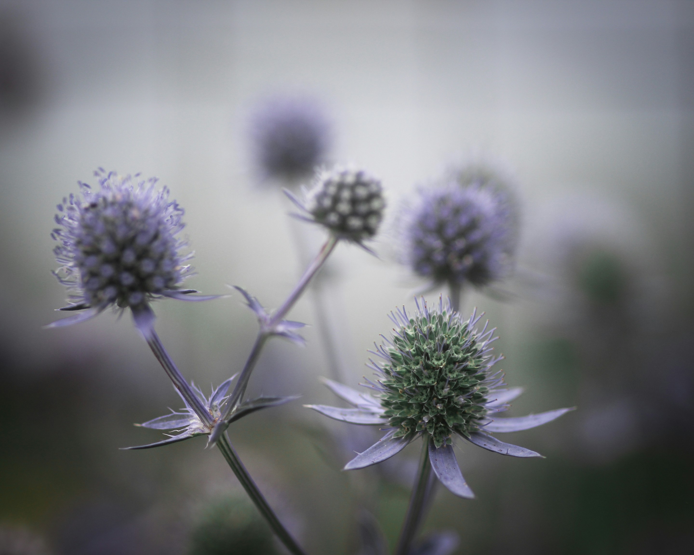 Dachau, Demeter, Weleda : études et réalité historiques