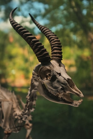 An animal skeleton with prominent spiral horns against a blurred natural background.