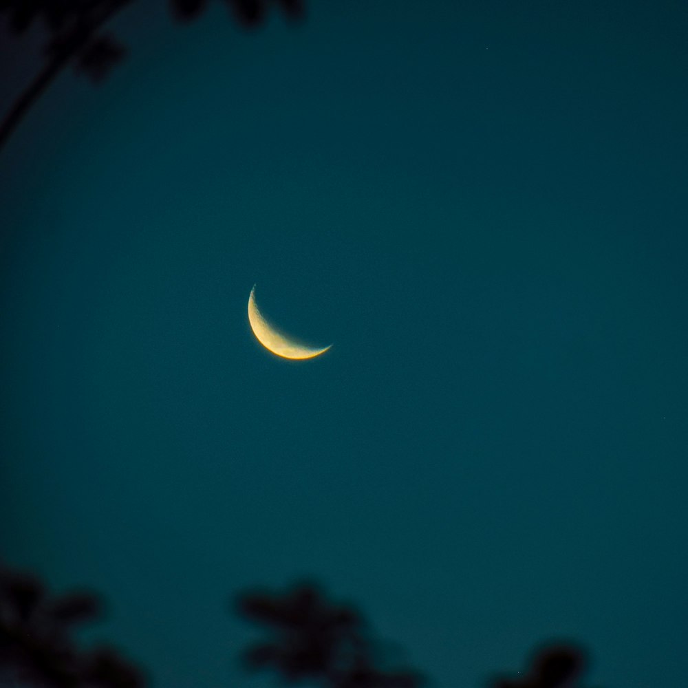 a crescent moon is seen through the branches of a tree