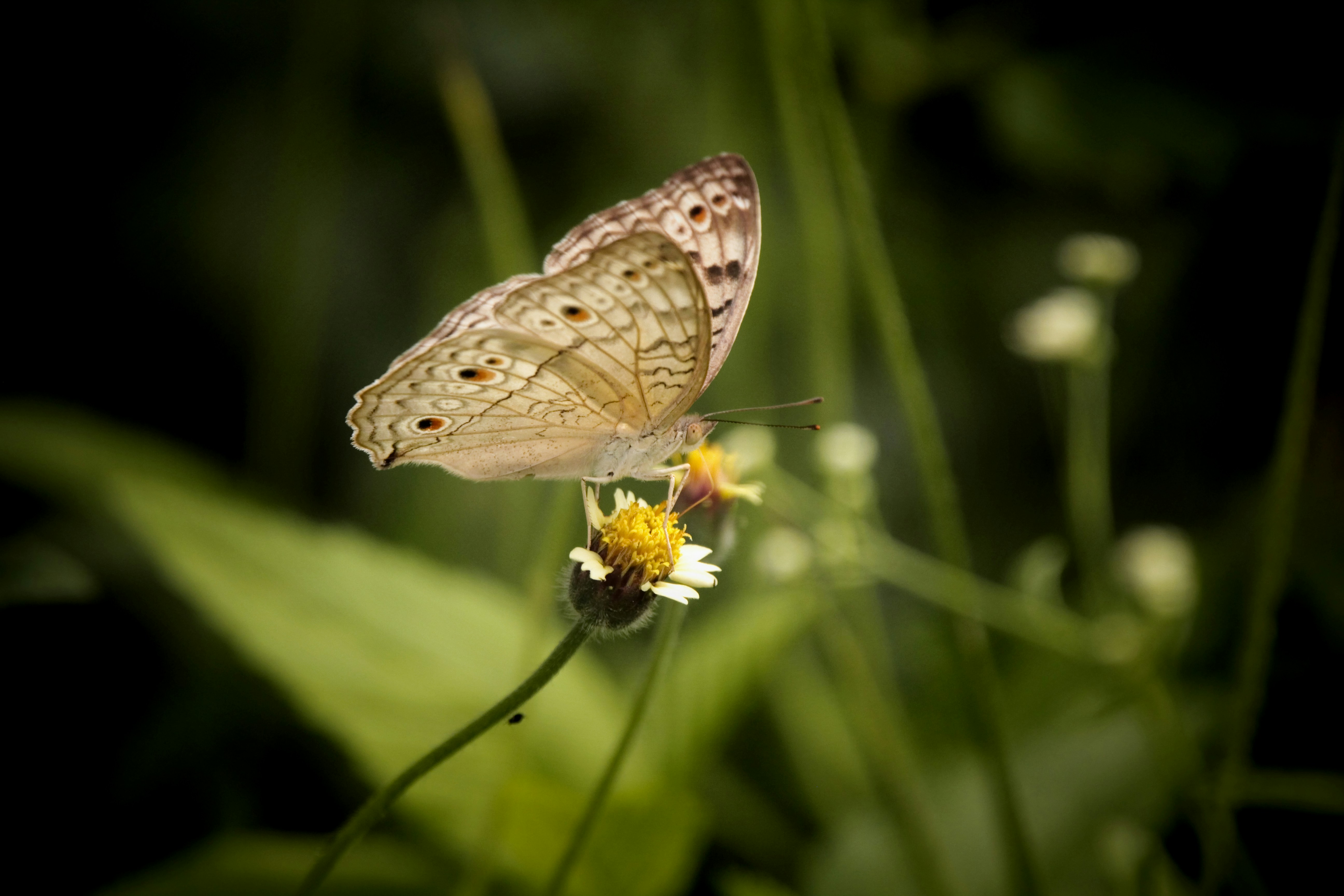 Photo by viswaprem