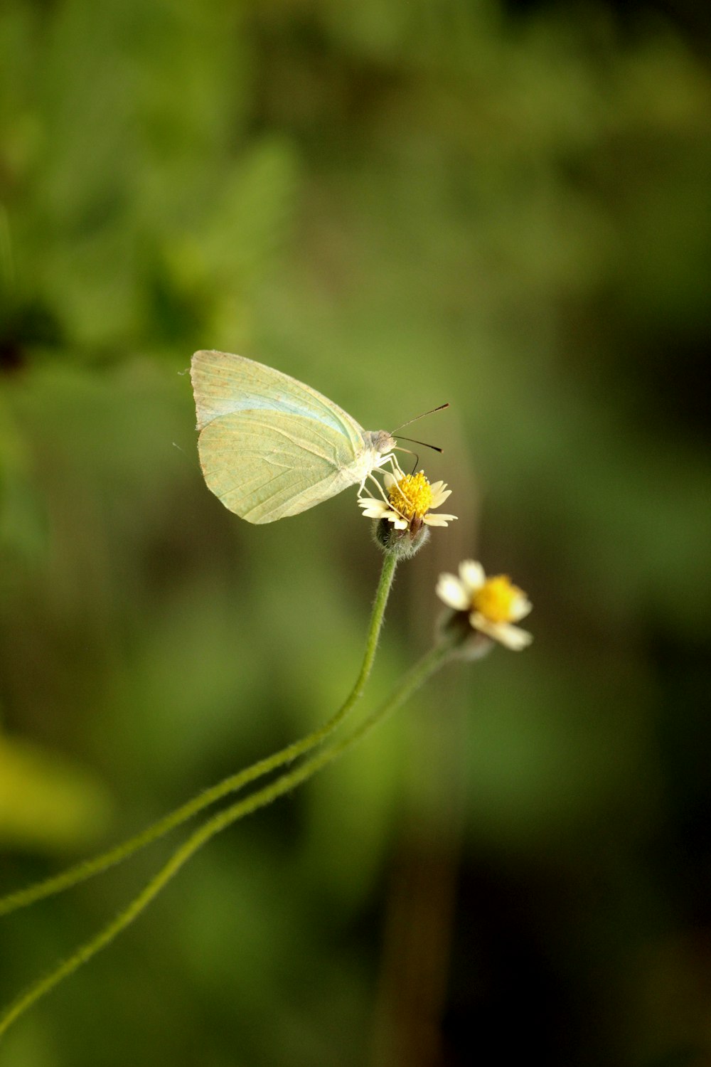 a small white butterfly sitting on top of a flower