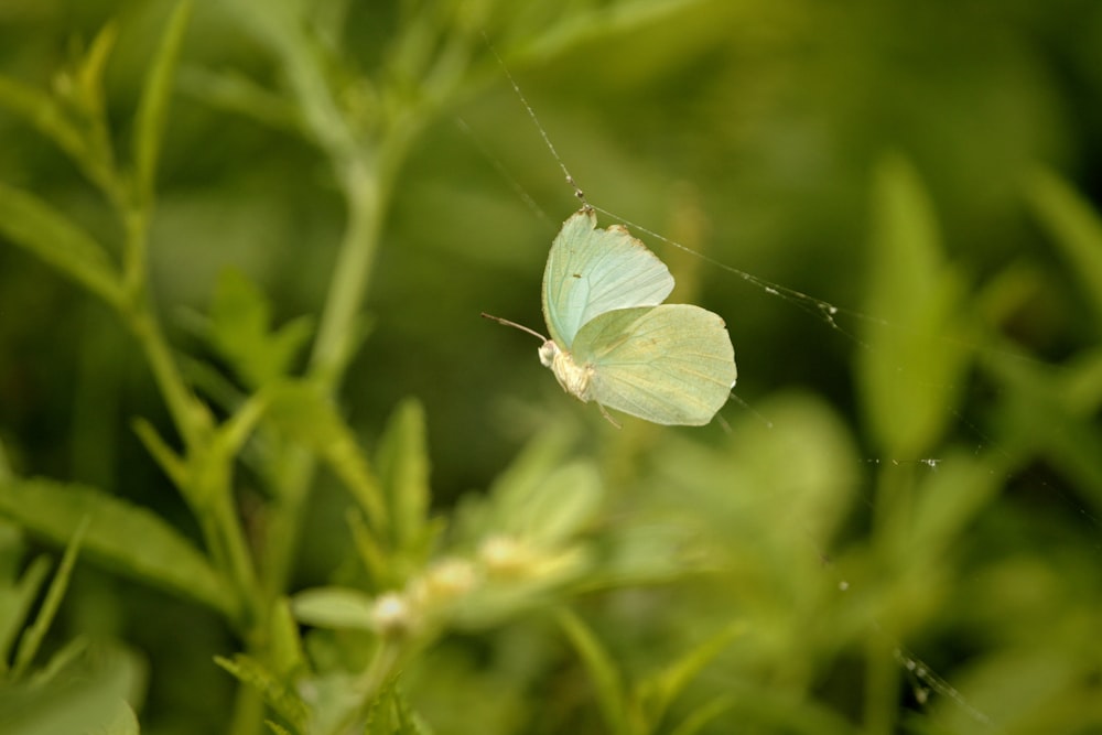 a green butterfly sitting on top of a green plant