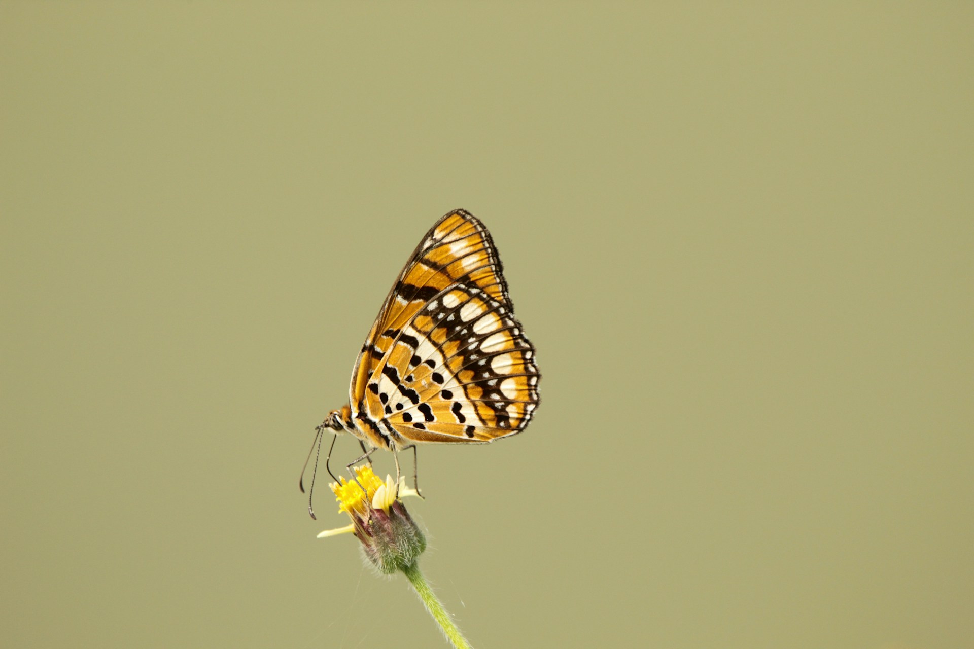 a butterfly sitting on top of a yellow flower