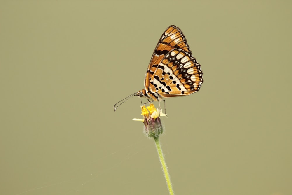 a butterfly sitting on top of a yellow flower