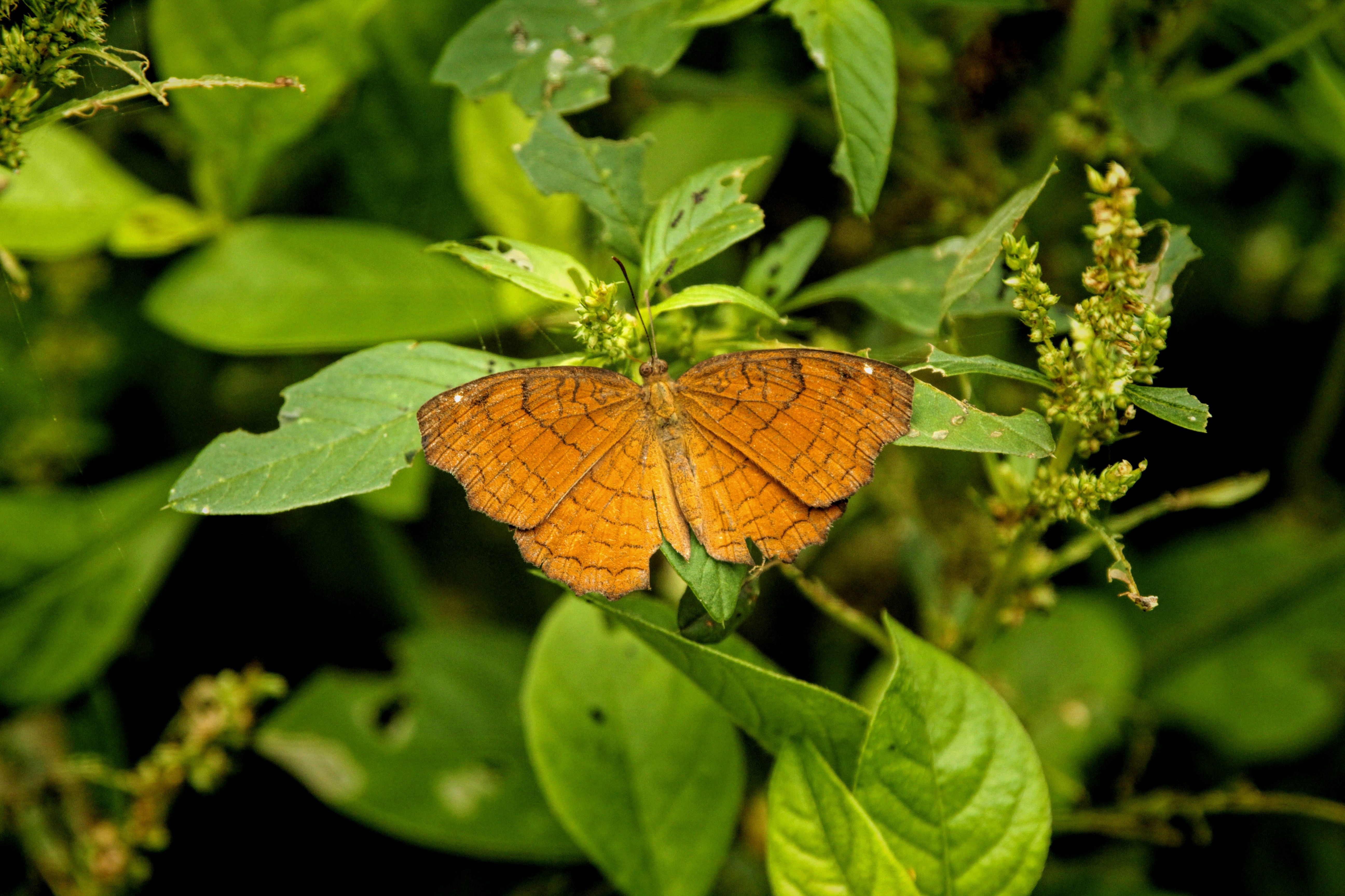 a small orange butterfly sitting on top of a green leaf