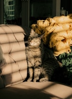 A tabby cat sitting upright on a soft, light brown couch with sunlight creating stripes over its body through window blinds. Nearby, there are textured yellow and green blankets stacked behind the cat.