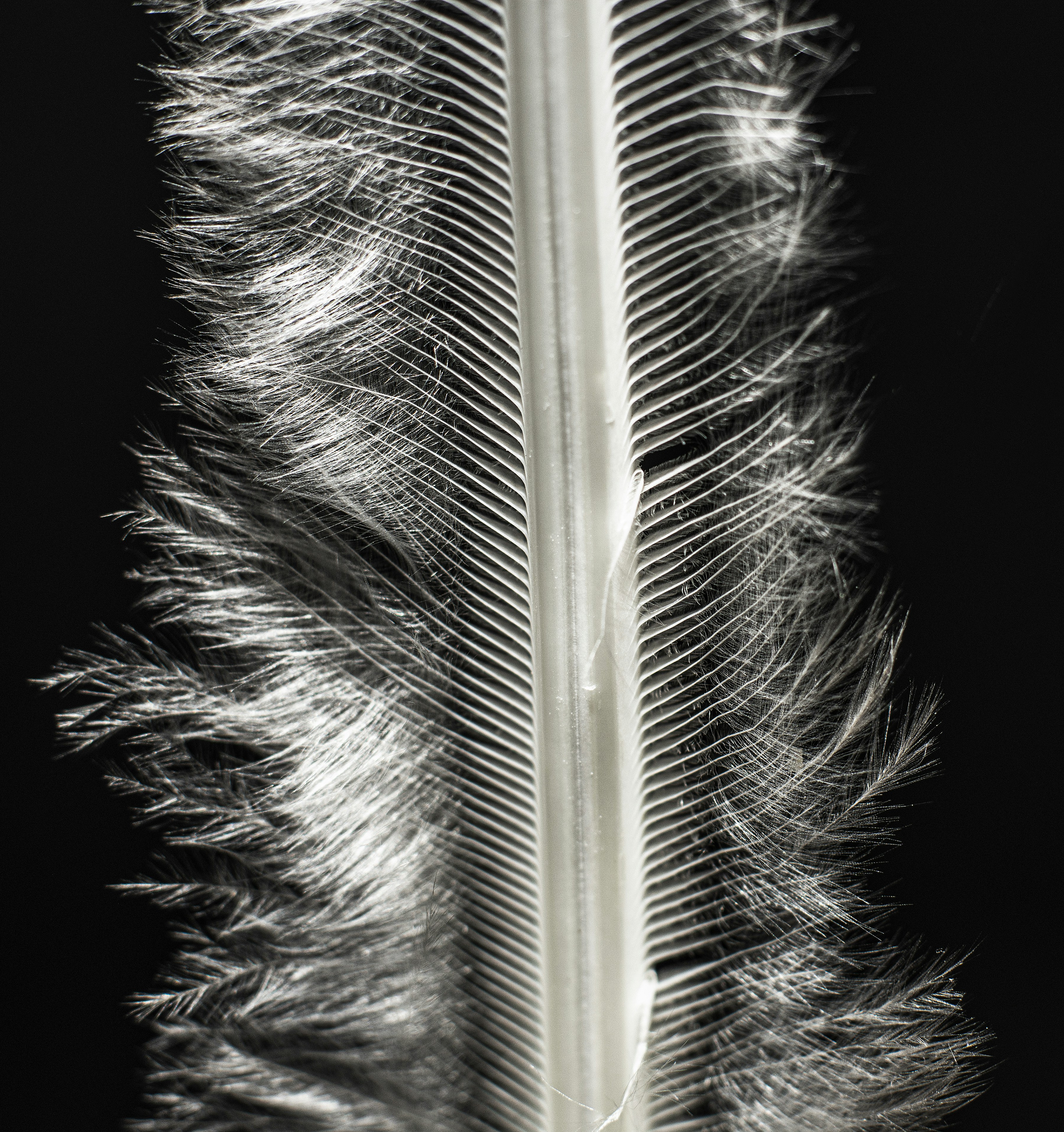 a close up of a feather on a black background