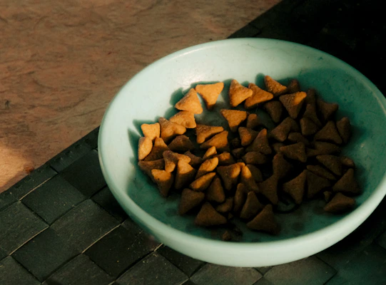 Close-up of nutritious wet food served in a stylish pet bowl.
