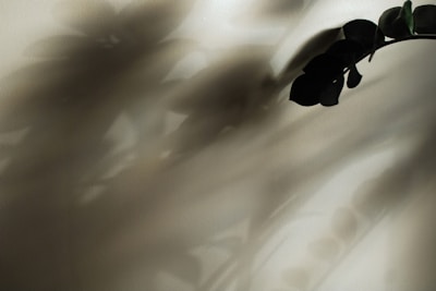 Delicate shadows of leaves cast on a muted sand-colored wall, evoking calm and quiet contemplation.