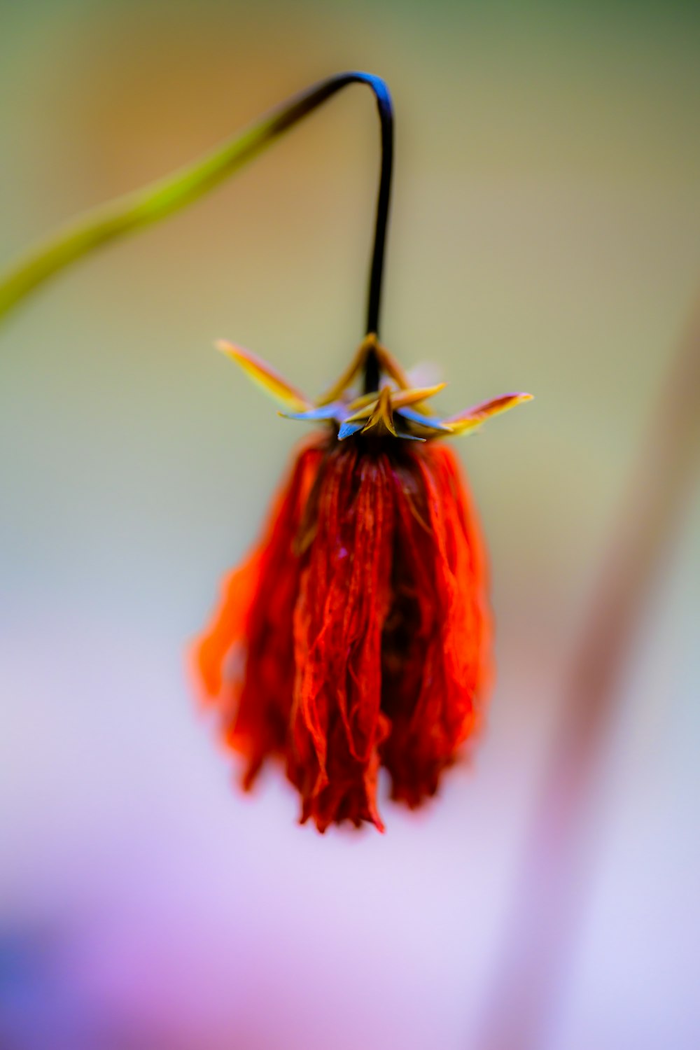 a close up of a flower with a blurry background