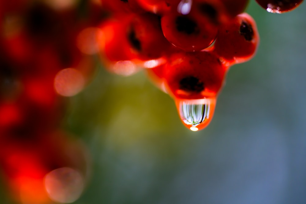 a close up of a bunch of red flowers