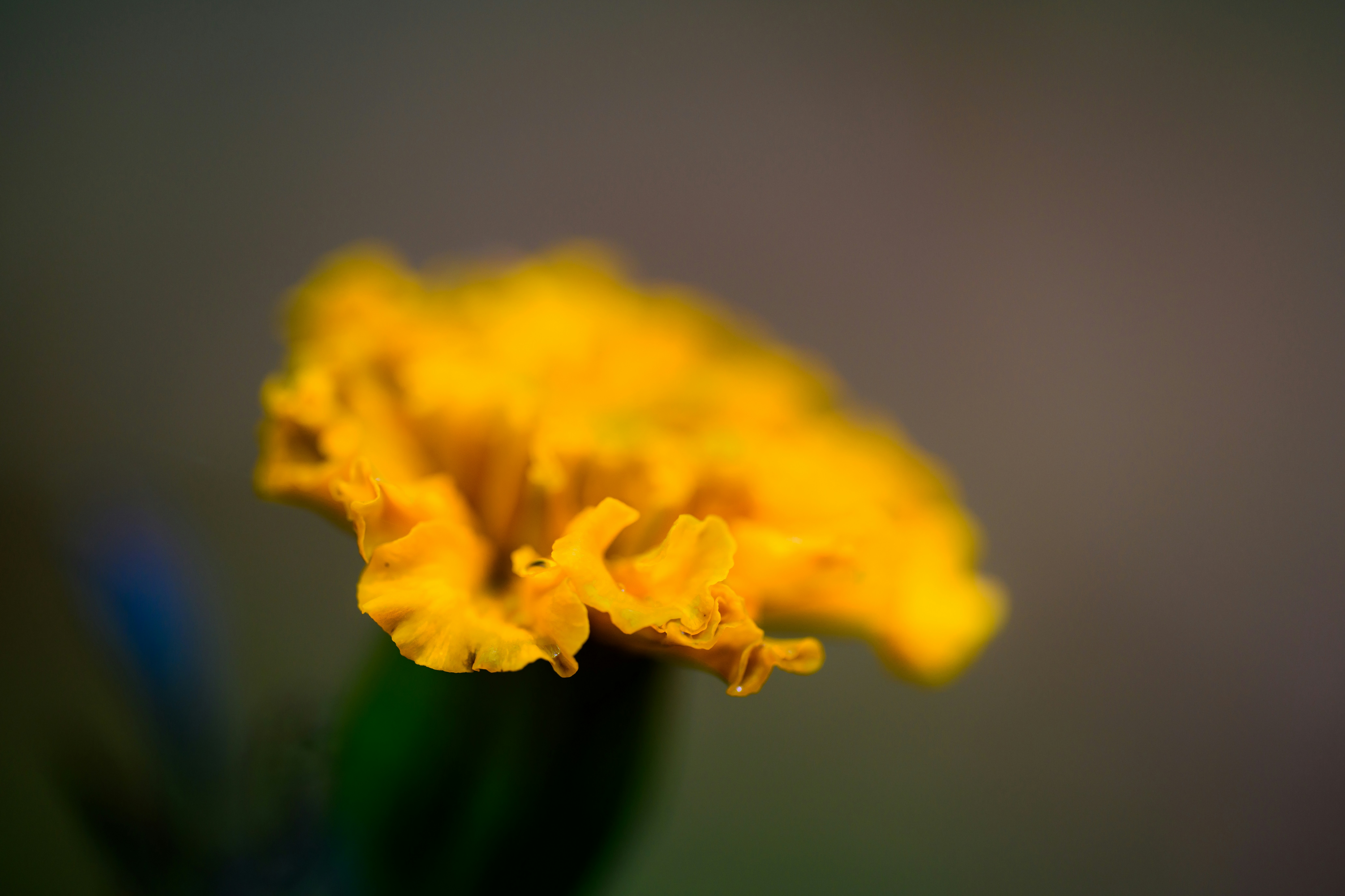 a close up of a yellow flower with a blurry background