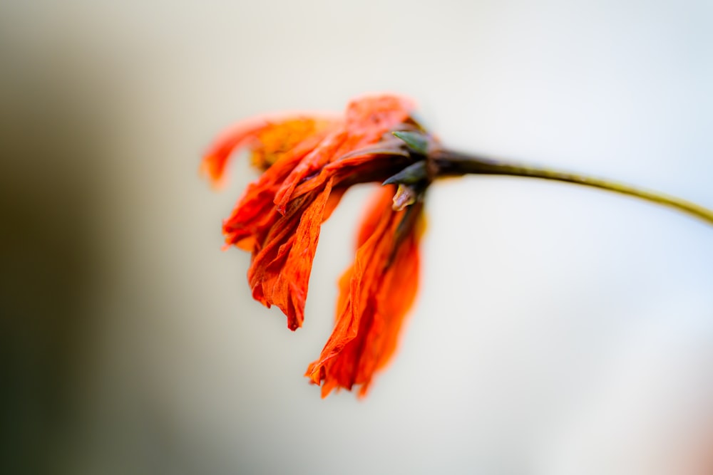 a close up of a flower with a blurry background