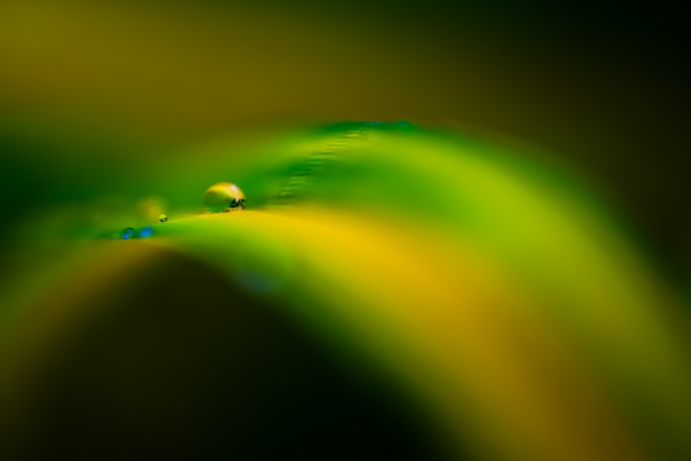 a blurry image of a green and yellow flower
