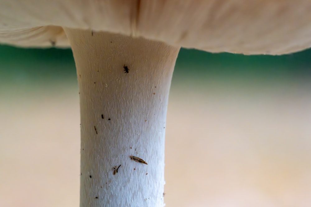 a close up of a mushroom with a blurry background