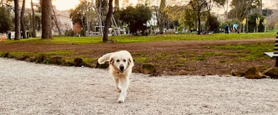 A happy golden retriever enjoying a stroll in a leafy neighborhood park.