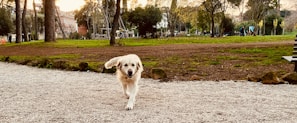 A joyful golden retriever running through a sunlit park during a morning walk.