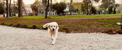 A joyful golden retriever happily enjoying a walk through a leafy neighborhood park.