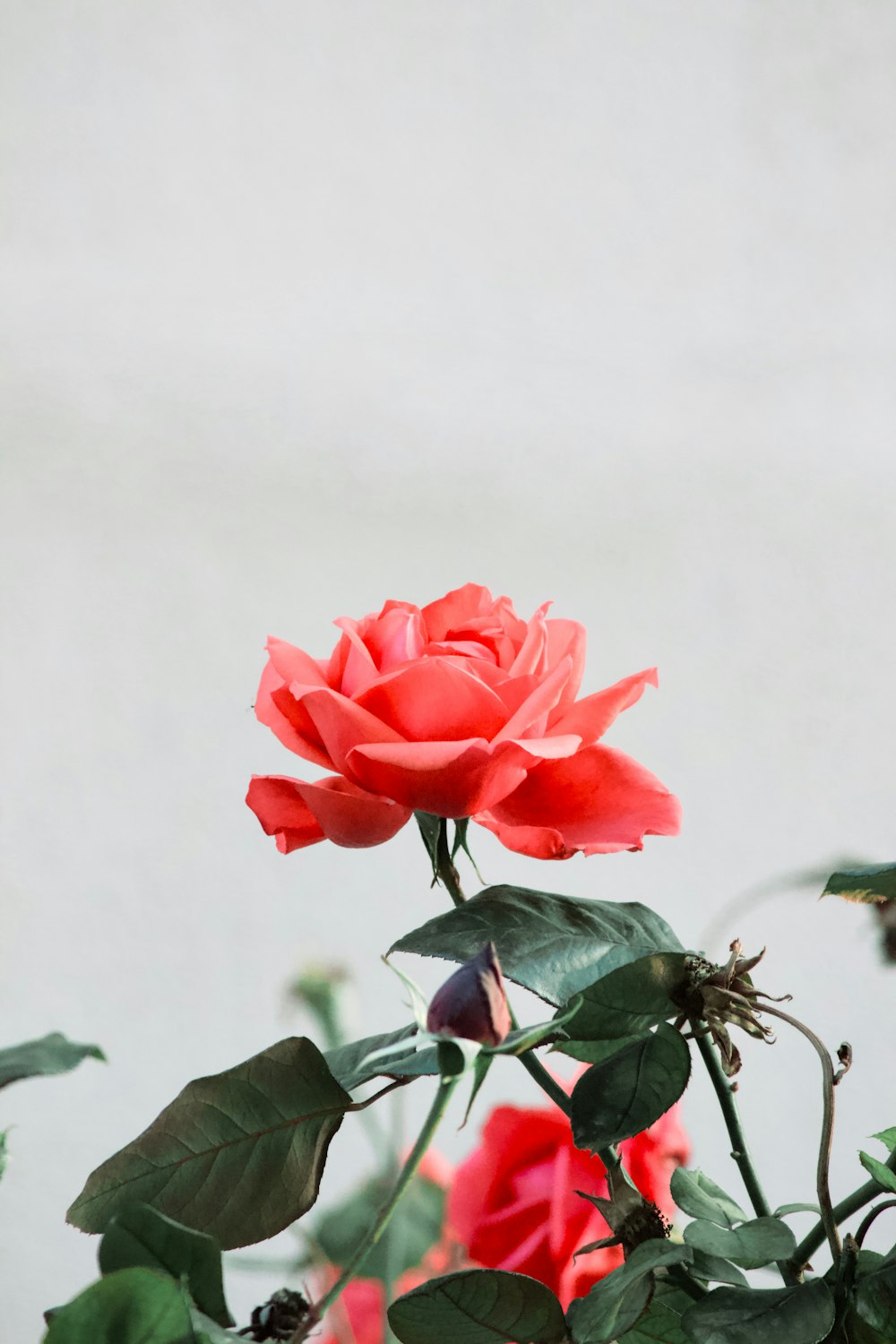 a close up of a red rose with green leaves