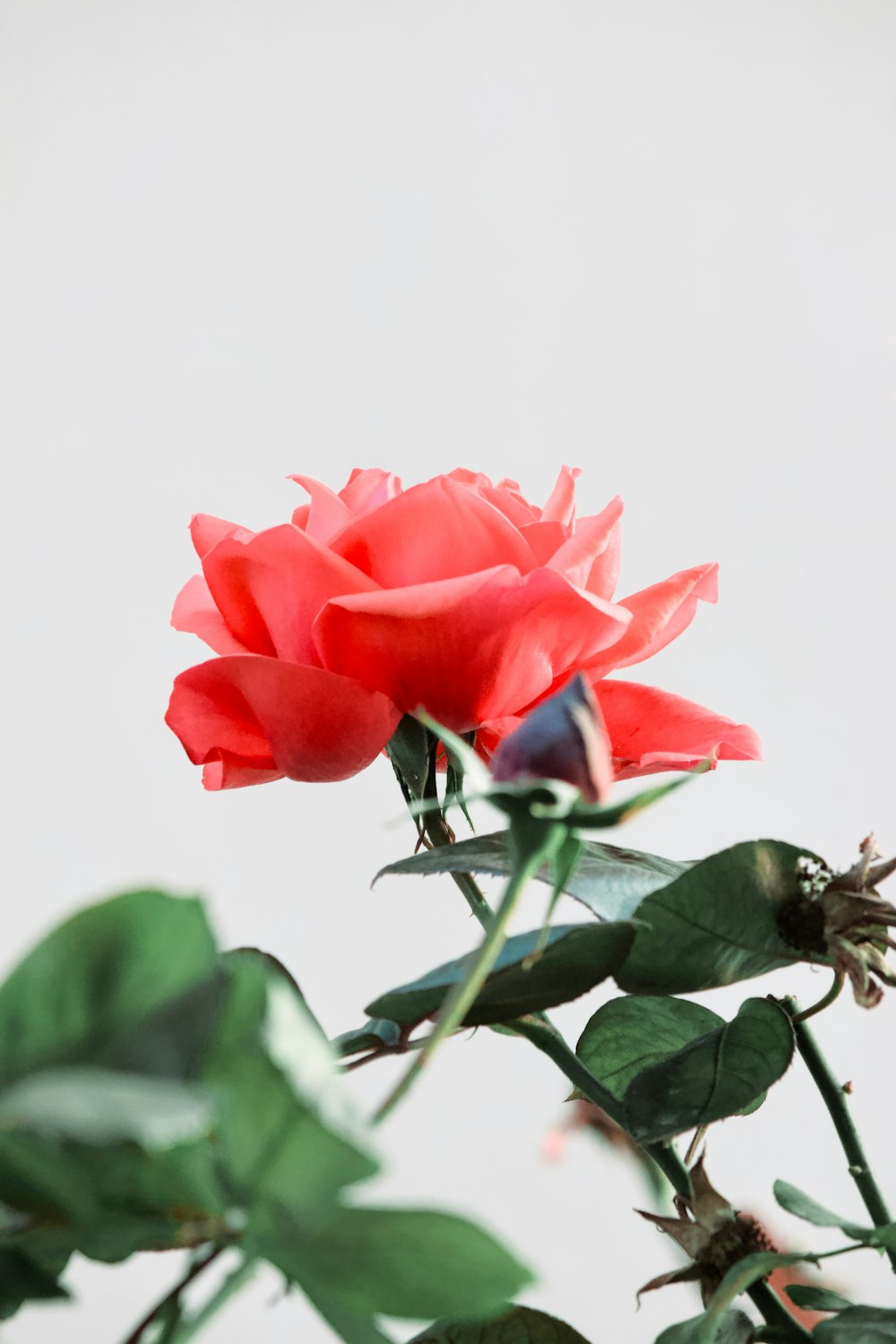a red rose with green leaves on a white background
