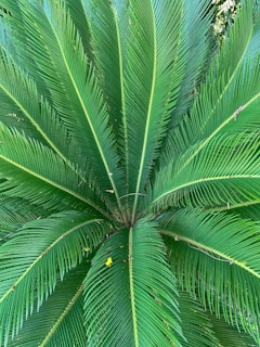 A vibrant display of various palm seeds including bismarckia nobilis.