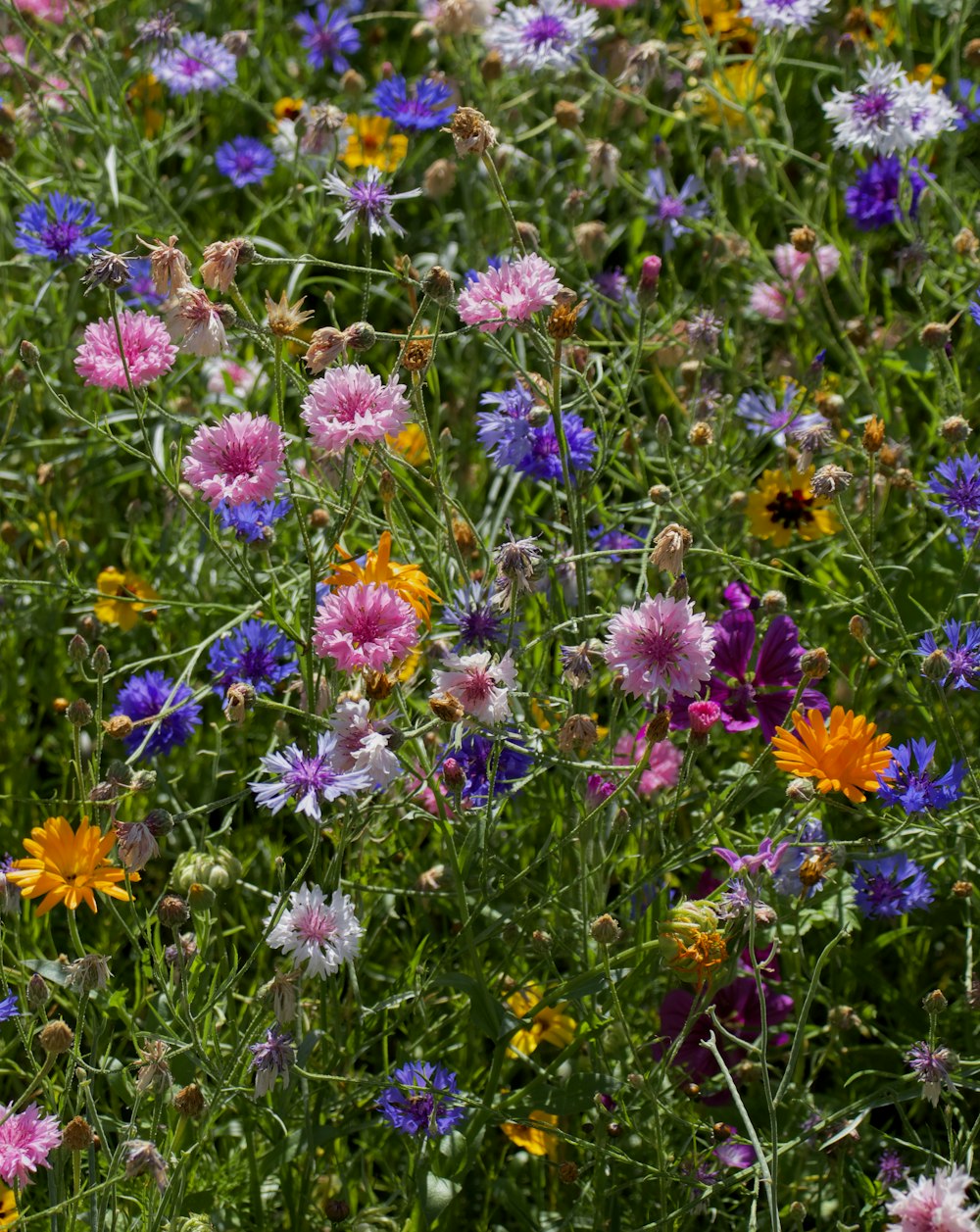 a field full of colorful wildflowers and other flowers