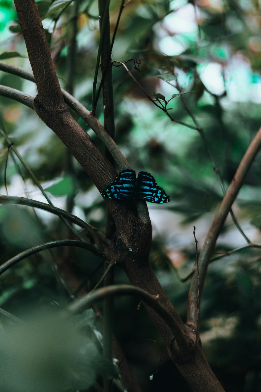 a blue butterfly sitting on top of a tree branch