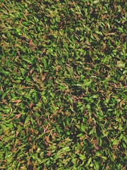 A dense carpet of green grass with some patches of brown and dry leaves scattered throughout. The texture is lush and vibrant, with sunlight casting shadows and adding depth to the foliage.