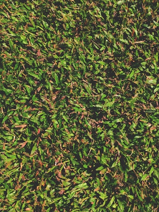 A dense carpet of green grass with some patches of brown and dry leaves scattered throughout. The texture is lush and vibrant, with sunlight casting shadows and adding depth to the foliage.