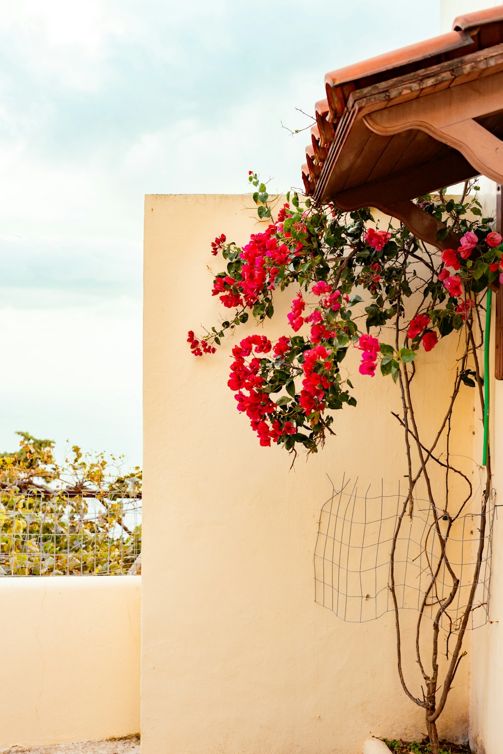 un árbol con flores rojas que crecen en una pared