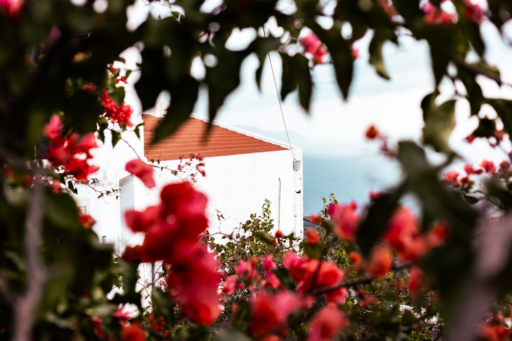 a white building with a red roof surrounded by red flowers