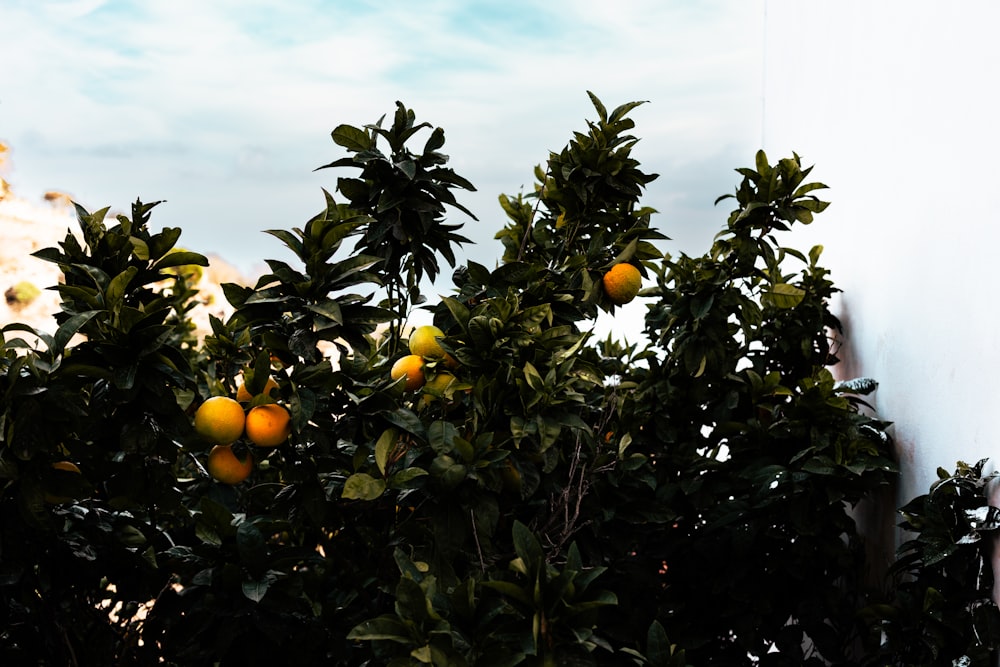 Un árbol lleno de muchas naranjas al lado de un edificio