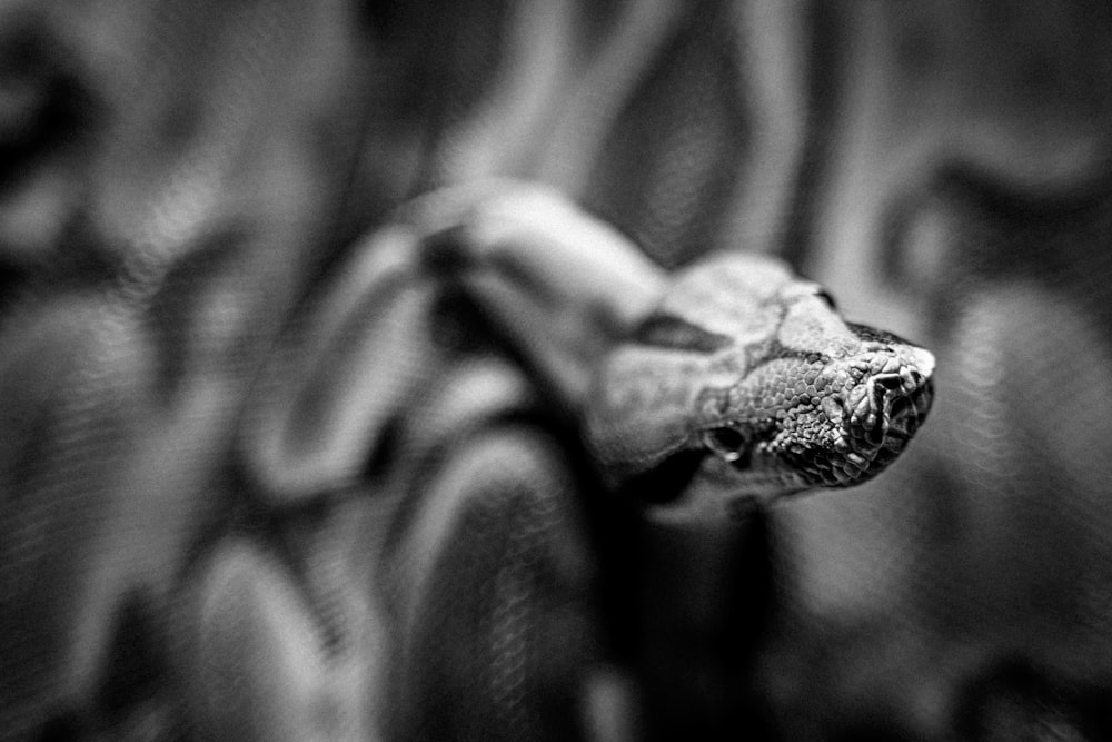 a black and white photo of a snake's head